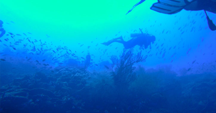 Coral Gardens Saint Lucia